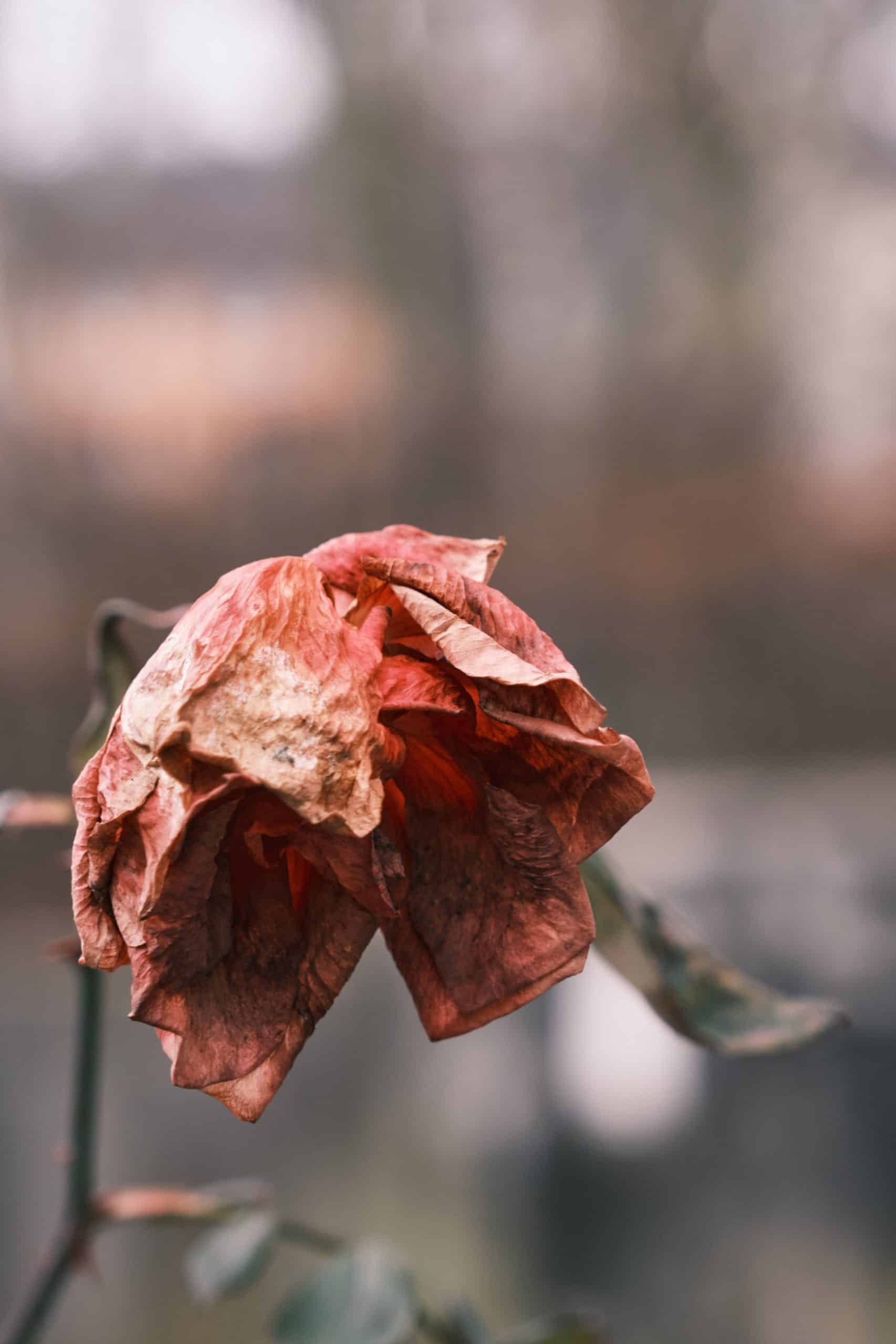 Dying Rose